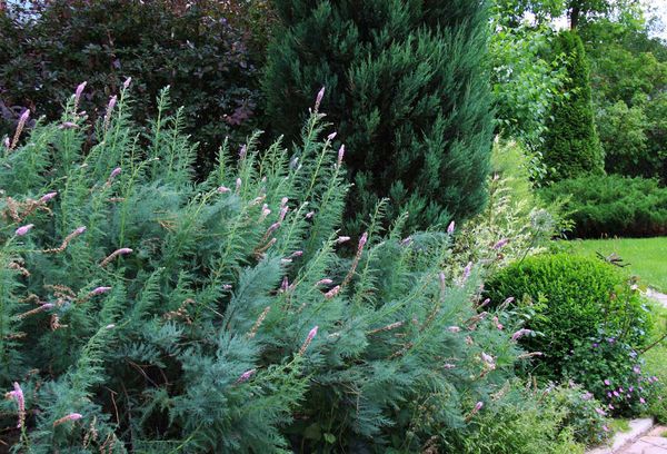 Plante ornementale Mirikaria