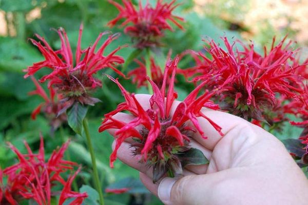 Fleurs de Monsard