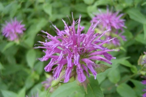 Đặc điểm và sở thích của monarda (cam bergamot) khi được trồng trên cánh đồng trống