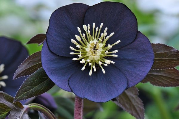 Hellebore svart