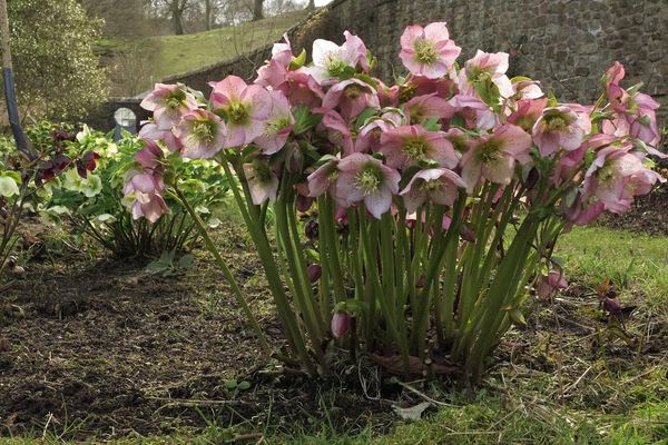 Comment planter et entretenir un hellébore en extérieur