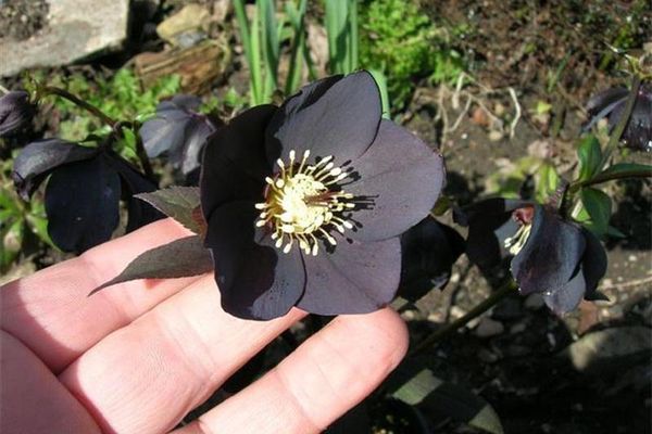 Hellebore svart