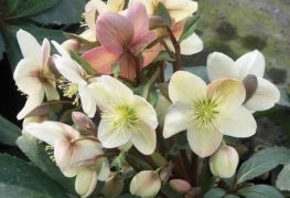 Hellebore blomma