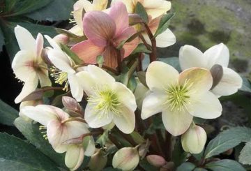 Hoa Hellebore