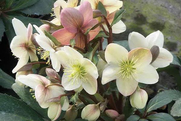 Hellebore blomma