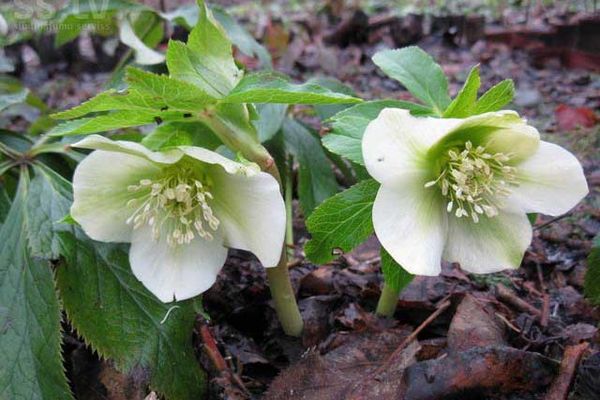 Hellebore kaukasiska