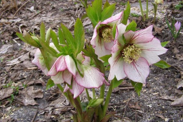 Comment planter et entretenir un hellébore en extérieur