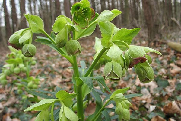 Stinkande hellebore