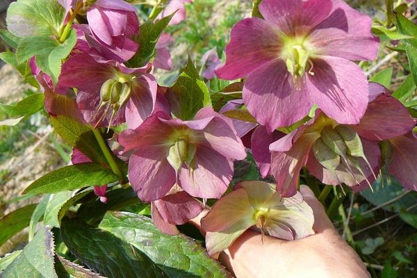 Hybrid hellebore