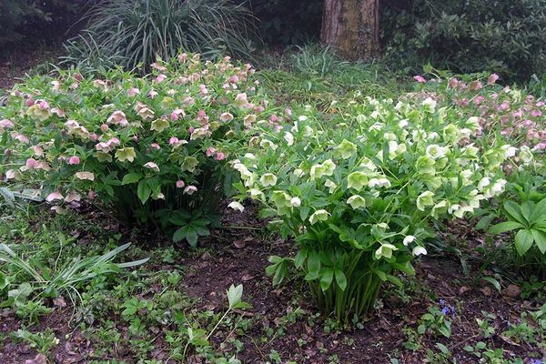 Comment planter et entretenir un hellébore en extérieur