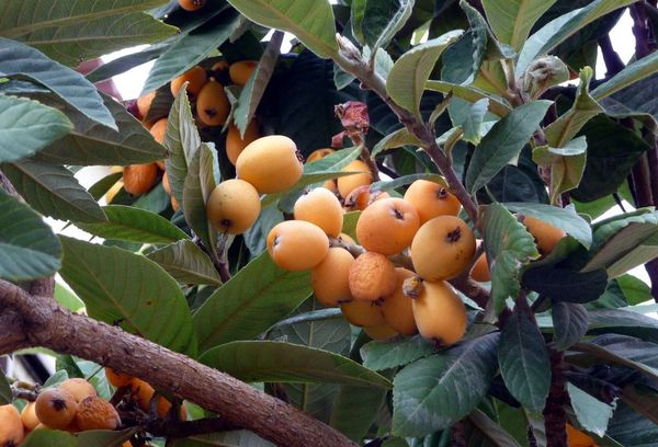 Fruit de néflier exotique