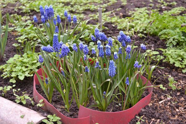 Fleurs de Muscari à partir de graines