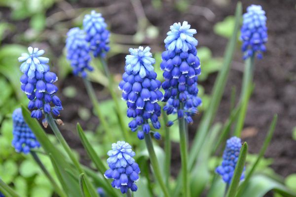 Fleurs de Muscari