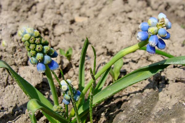 Fleurs de Muscari dans le sol