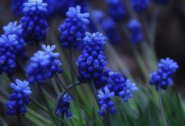 Muscari thật dễ thương