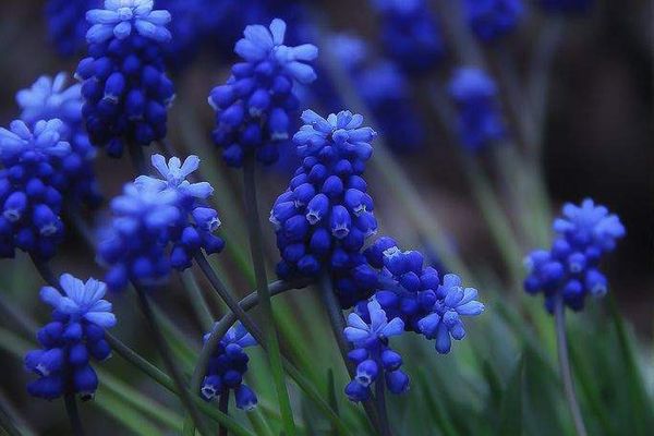 Muscari est mignon