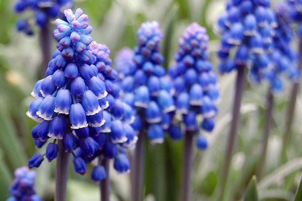 Comment faire pousser du muscari en extérieur: règles pour prendre soin de la jacinthe de souris