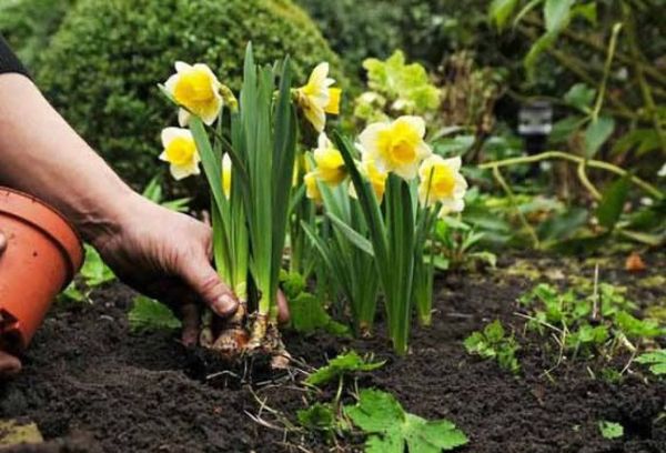 Planter des jonquilles