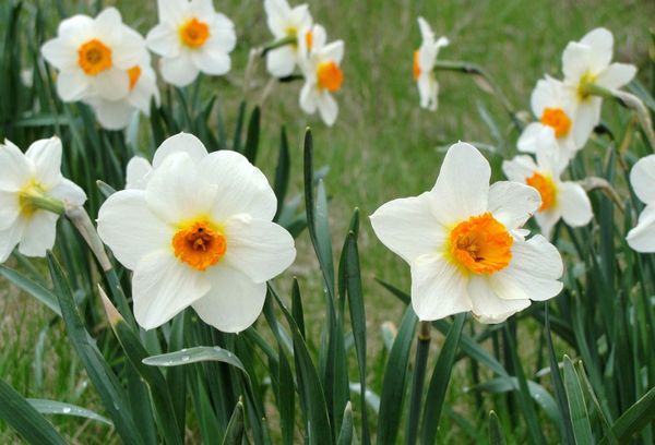 Jonquilles de fleurs sauvages