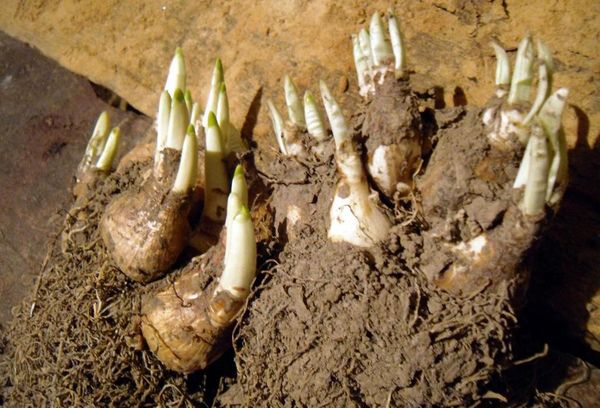 Bulbes de jonquilles germées