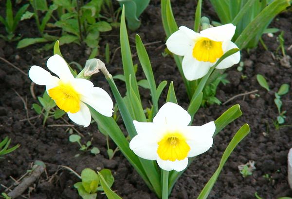 Fleurs de jonquille