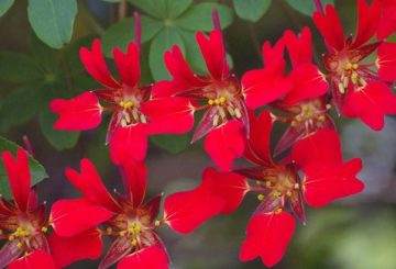 Blommande nasturtium