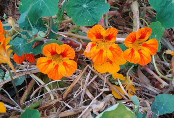 Fleurs orange de capucine