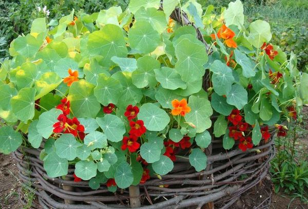 Fleurs de capucine