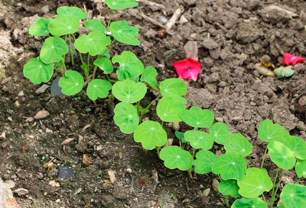 Les pousses de fleurs dans le sol