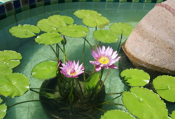 Pot avec nymphée dans la piscine