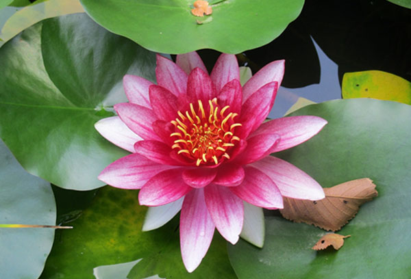 Nymphaea blomma