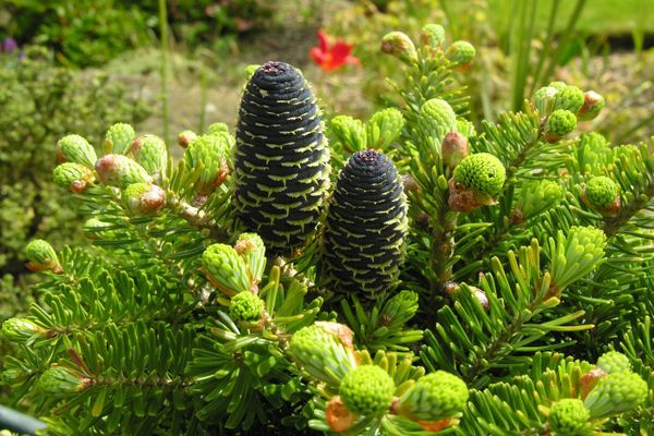 Plante conifère dans le jardin