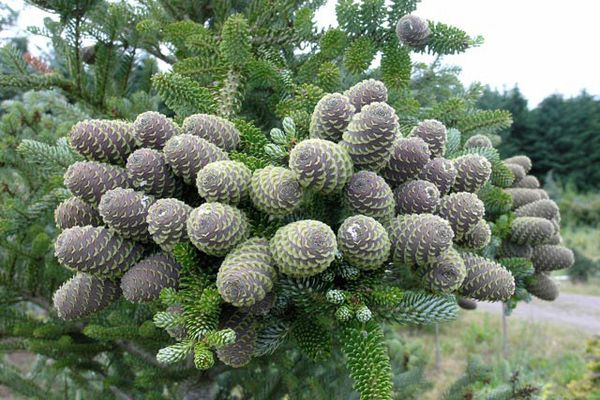 Comment faire pousser du sapin de Corée: règles pour prendre soin d'une beauté conifère