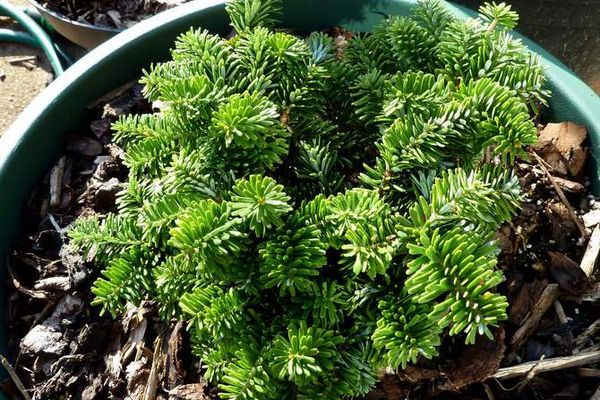 Plante conifère dans un pot