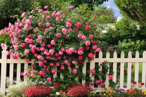 Roses sur la clôture