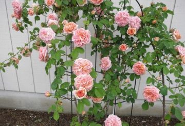 Roses dans le jardin