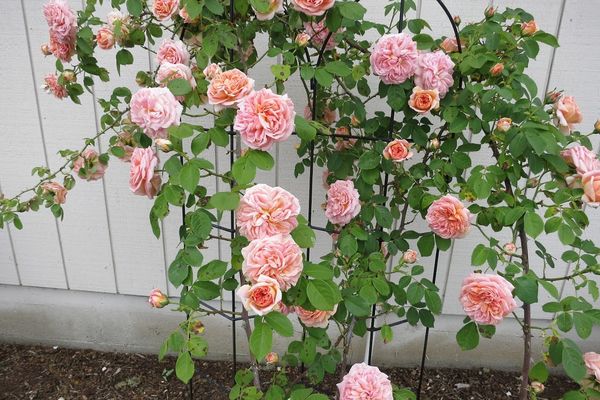 Roses dans le jardin