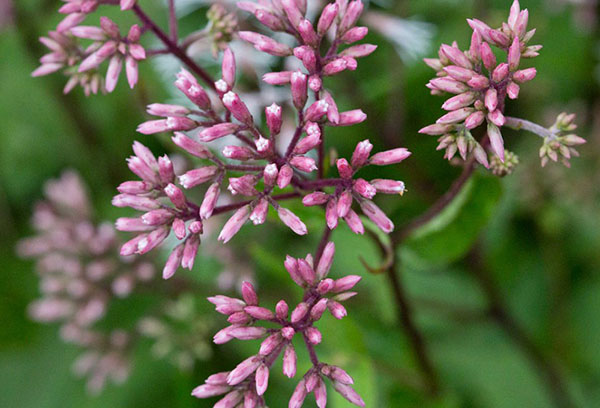 Inflorescence stéthoscope