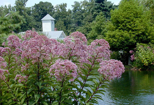 Appui osseux près du réservoir