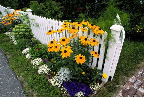 Flerårig rudbeckia