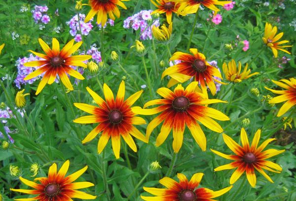 Rudbeckia poilue