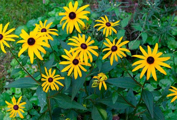 Blankt rudbeckia