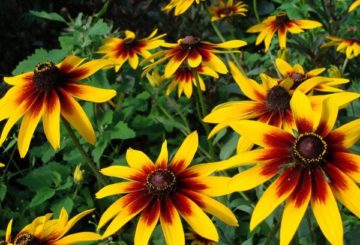 Rudbeckia mổ xẻ