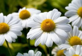 Fleurs de camomille