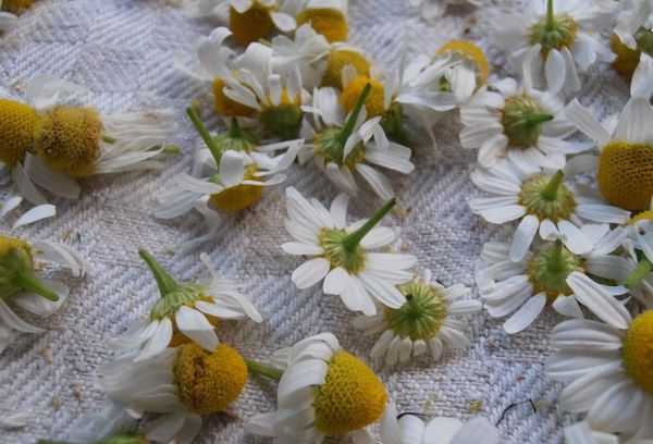 Séchage des fleurs