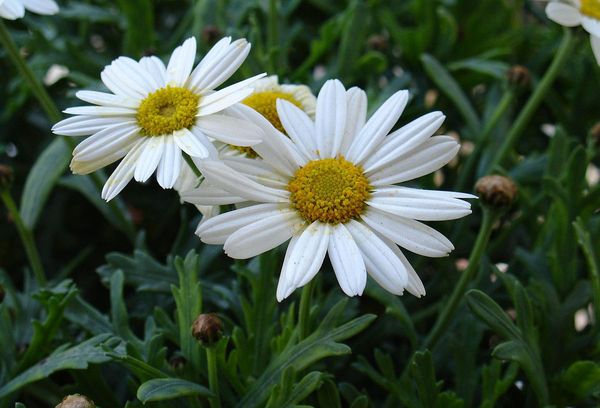 Marguerites blanches