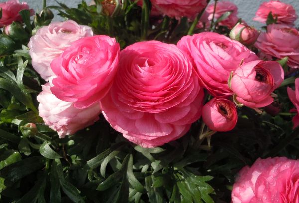 Ranunculus rose