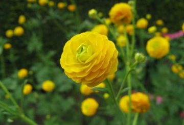 Ranunculus jaune