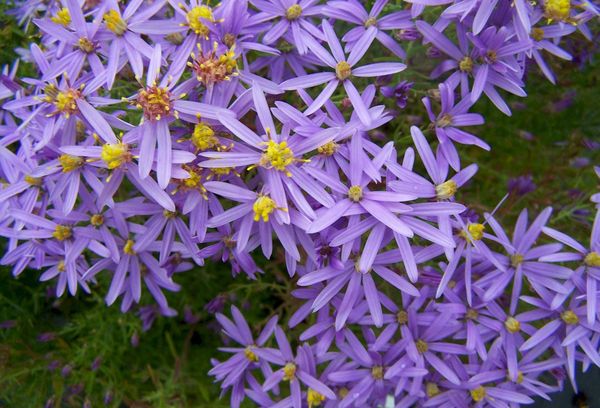 Fleurs de jardin