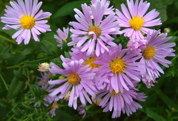 Fleurs lilas